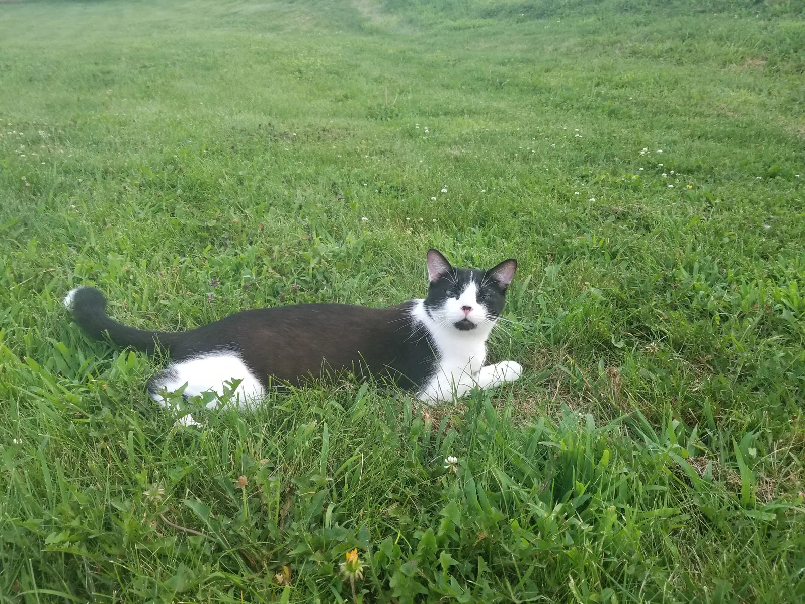 Lost cat in Massillon, OH, 44646