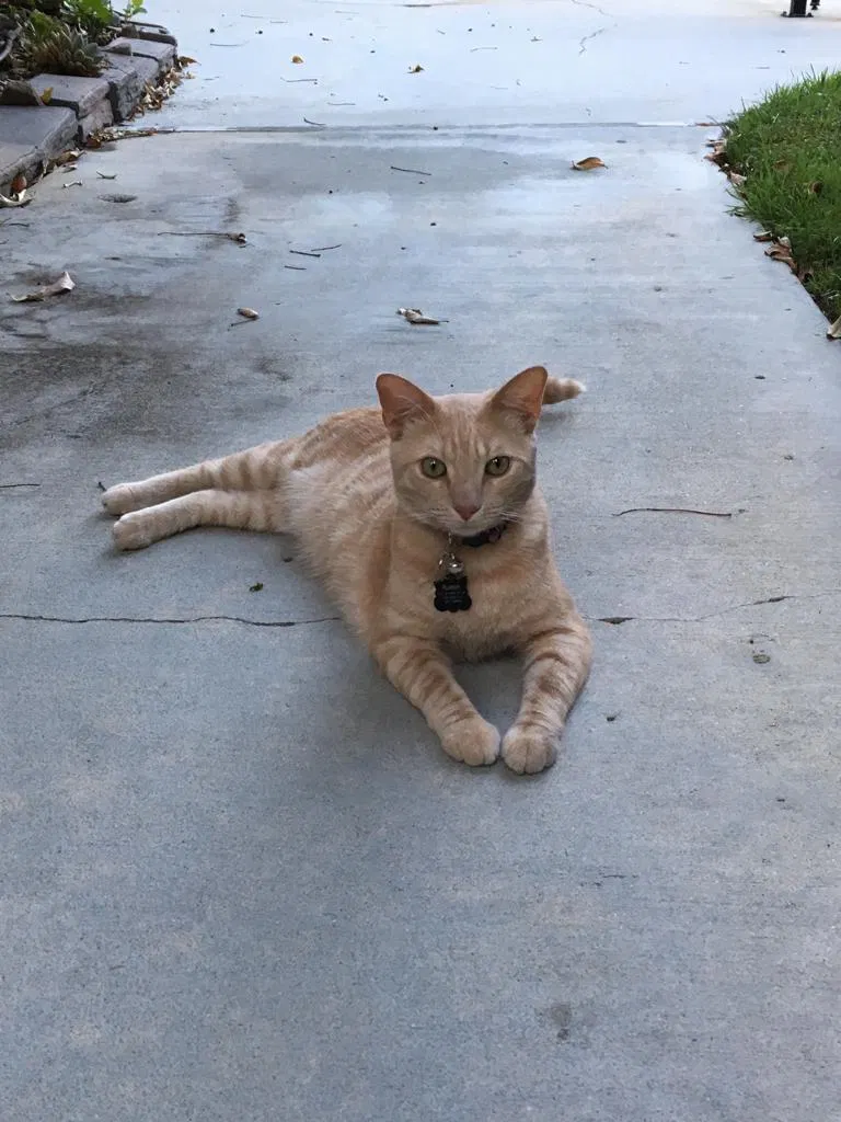 Lost cat in Redmond, WA, 98052