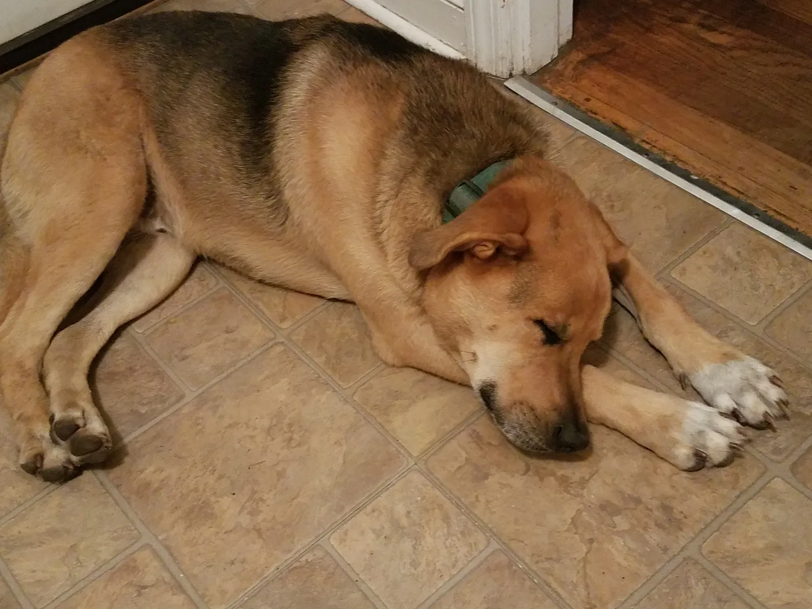 Lost dog in Cottageville, SC, 29435