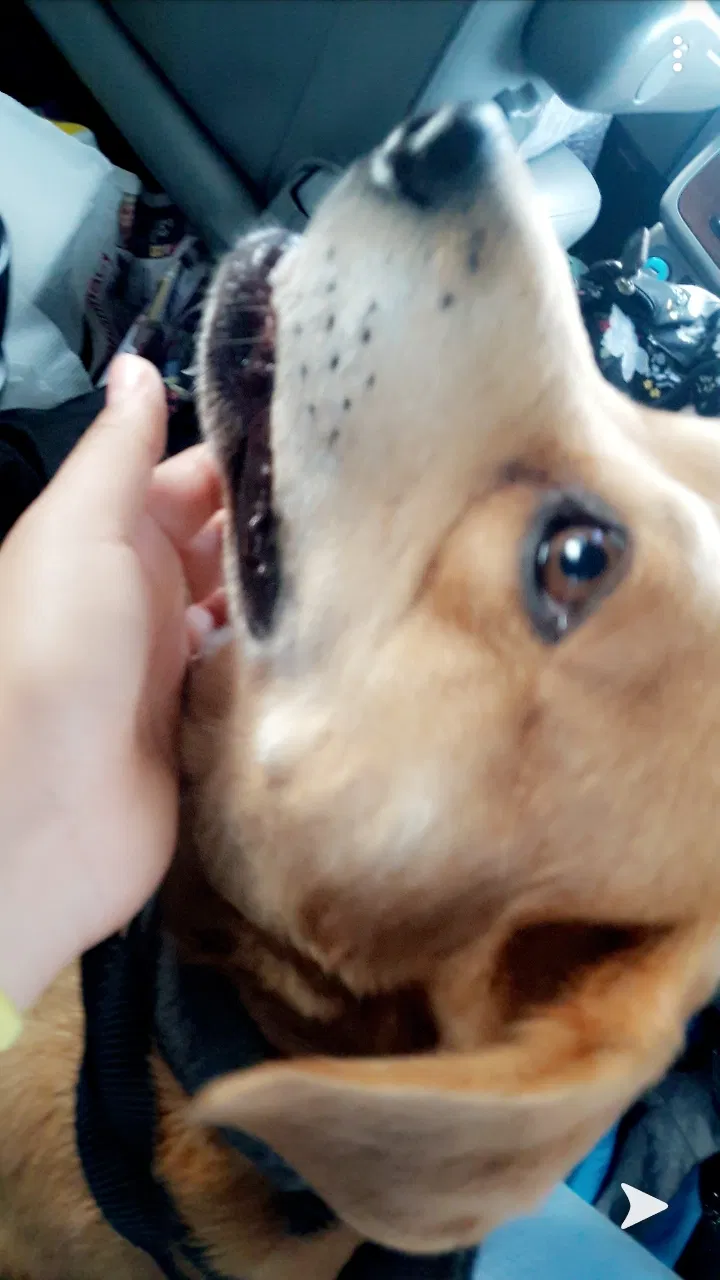Found dog in Detroit, MI, 48210
