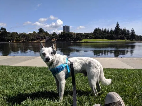 Lost dog in Oakland, CA, 94601
