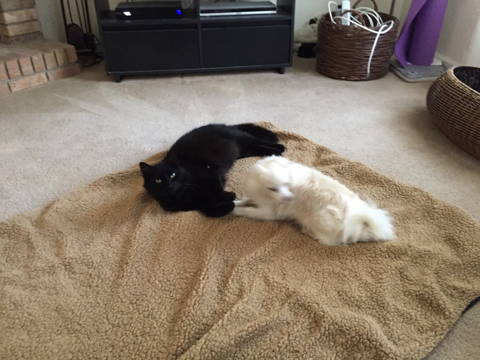 Lost cat in Tallahassee, FL, 32301