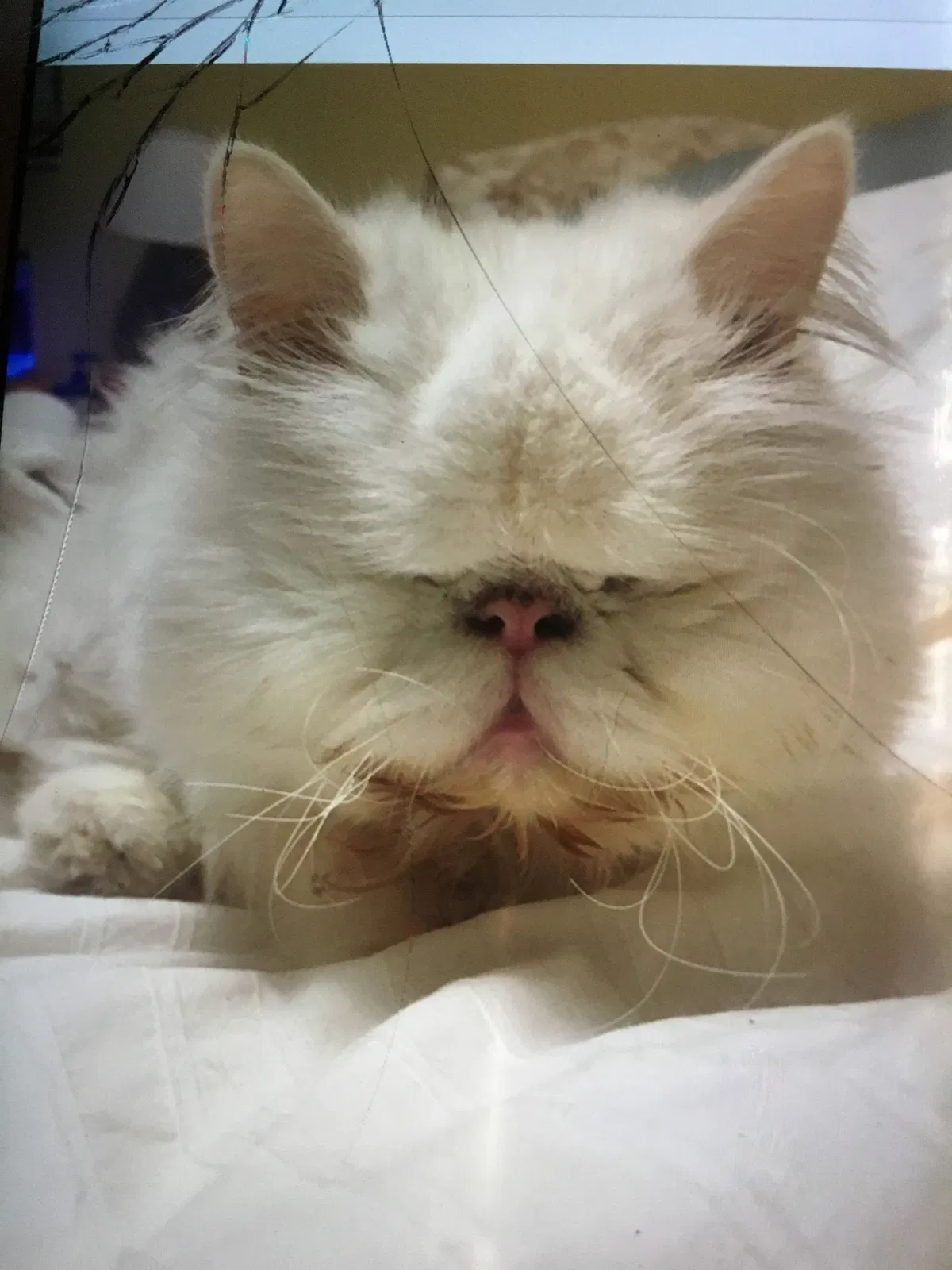 Lost cat in Port Richey, FL, 34668