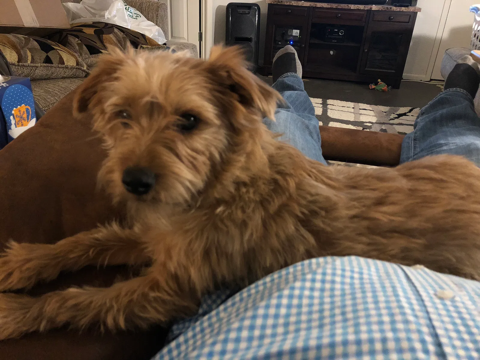 Lost dog in Rockwall, TX, 75032