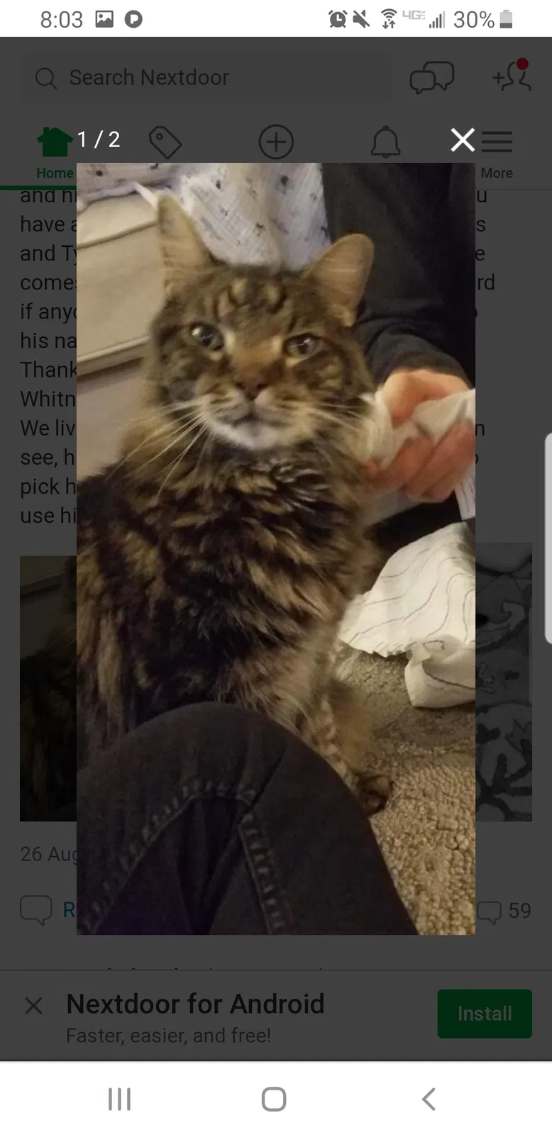 Lost cat in Atlanta, GA, 30342