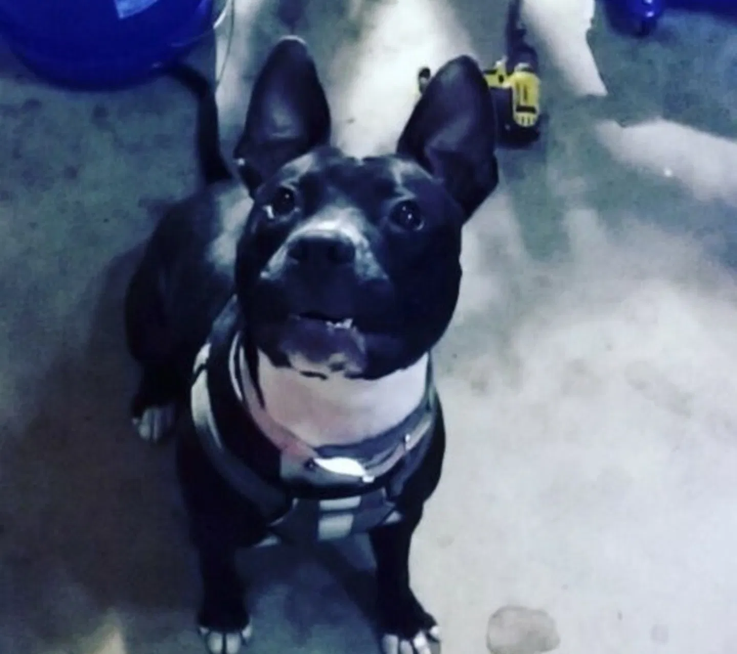 Lost dog in Orlando, FL, 32822