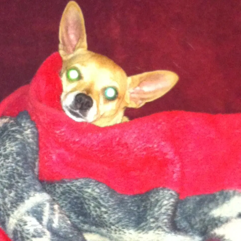 Lost dog in Prosperity, SC, 29127