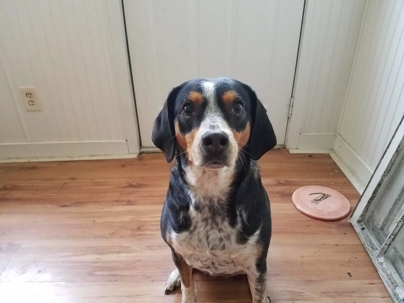 Lost dog in Kansas City, MO, 64161