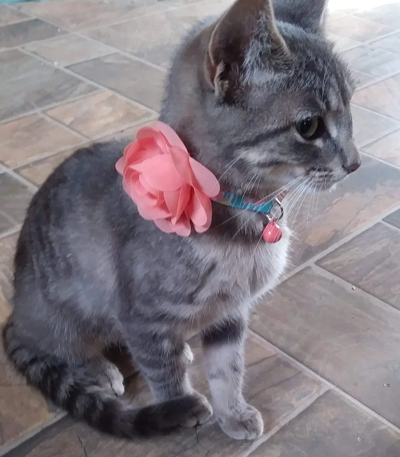 Lost cat in Flint, MI, 48532