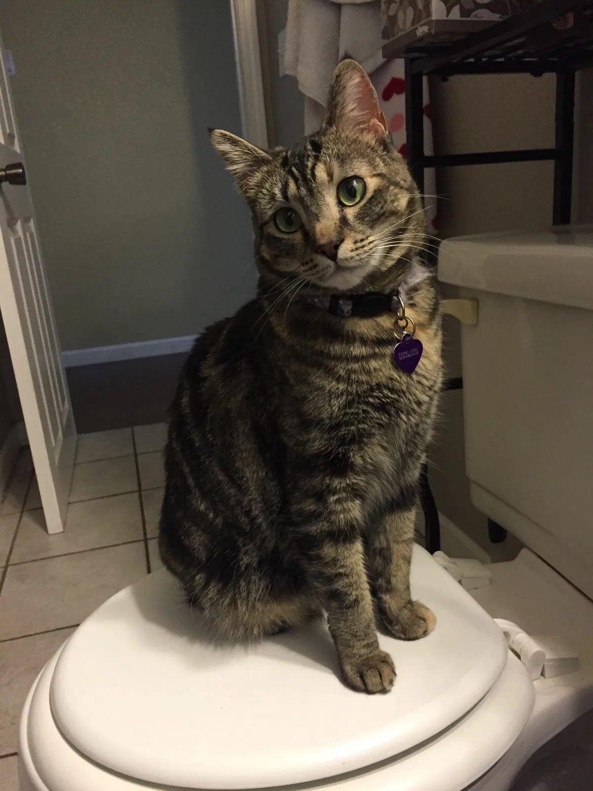 Lost cat in Spokane, WA, 99216