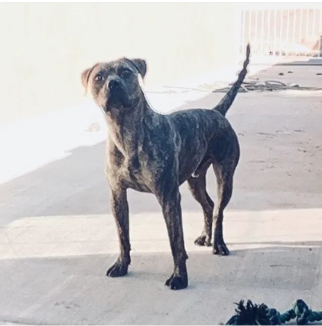 Lost dog in Albuquerque, NM, 87105