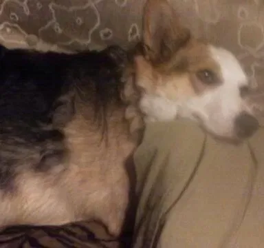 Lost dog in Sun Valley, CA, 91352