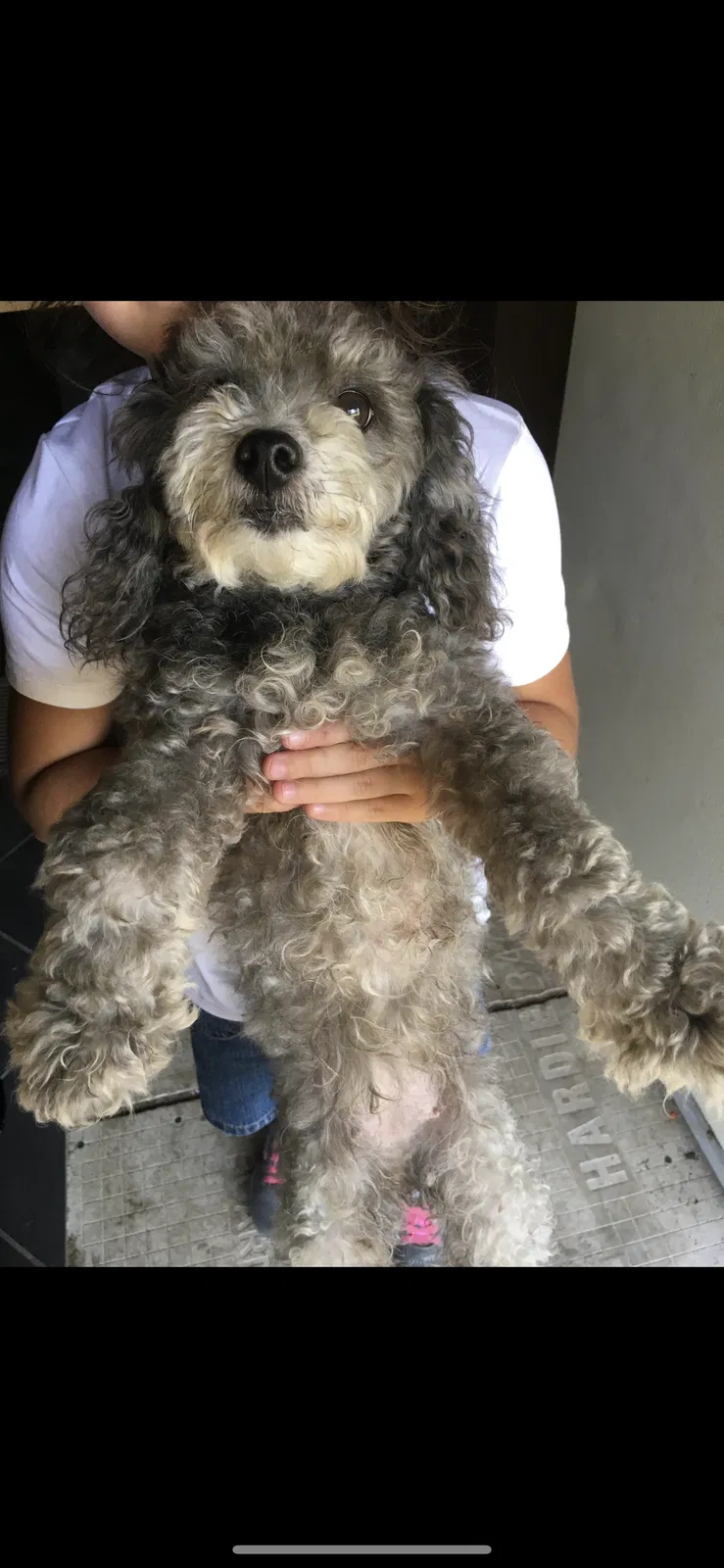 Lost dog in Commerce, TX, 75428