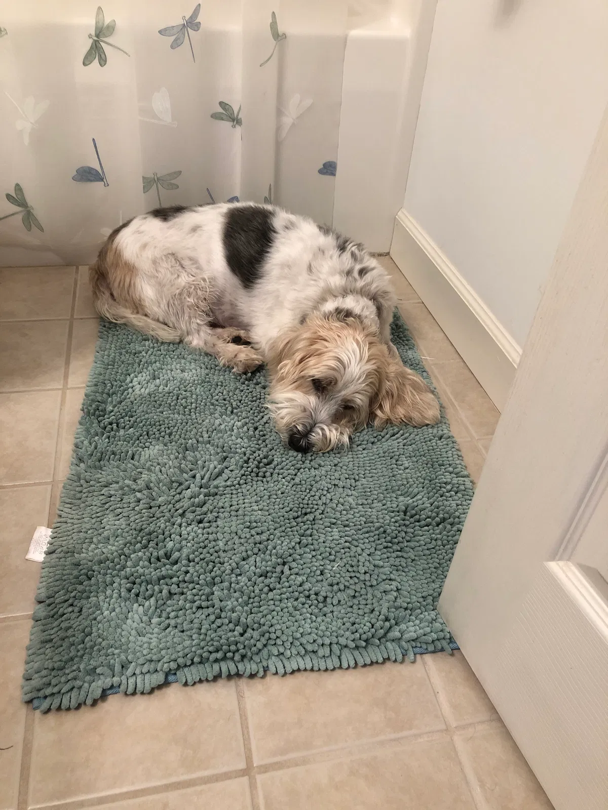 Found dog in Dover, NJ, 7801