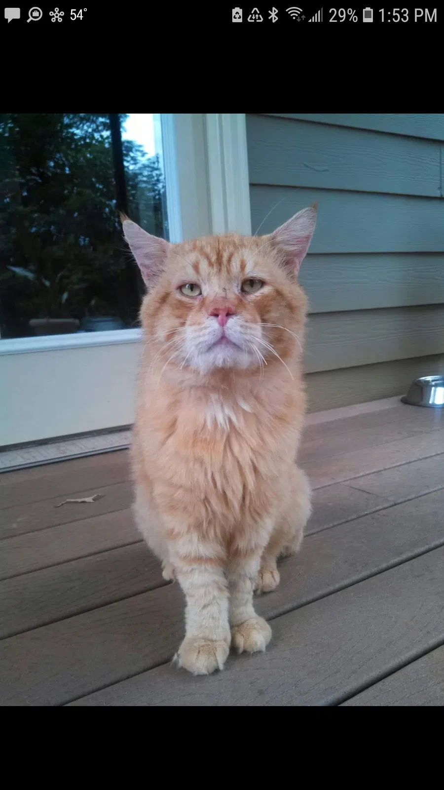 Lost cat in Suwanee, GA, 30024