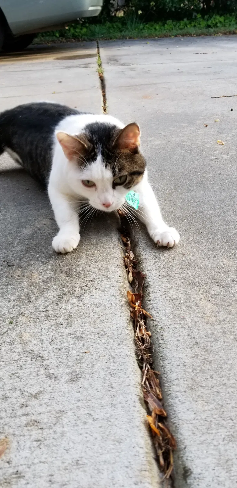 Lost cat in Athens, GA, 30605