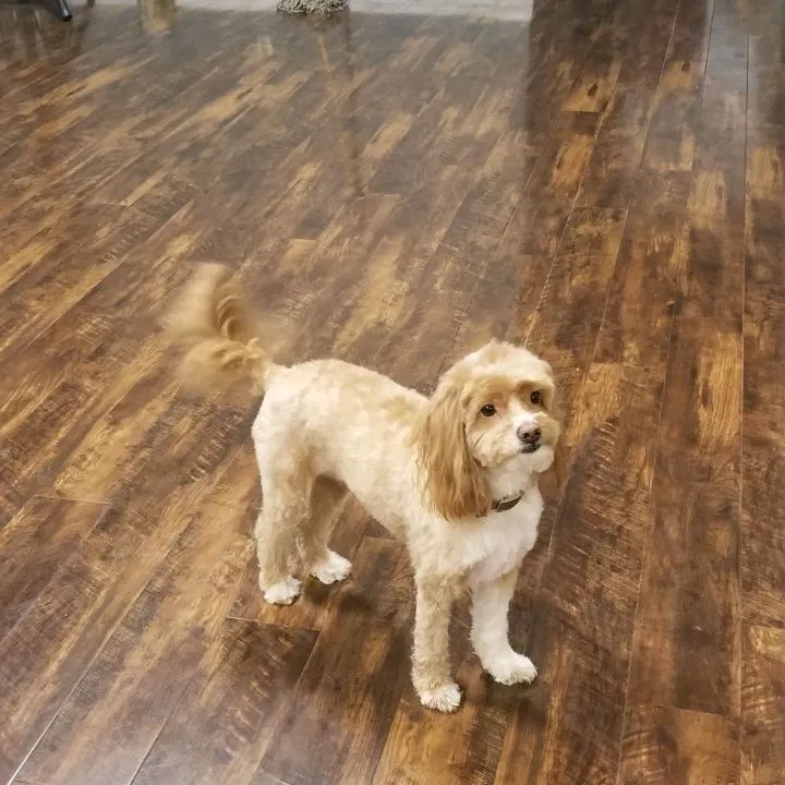 Lost dog in Los Angeles, CA, 90044