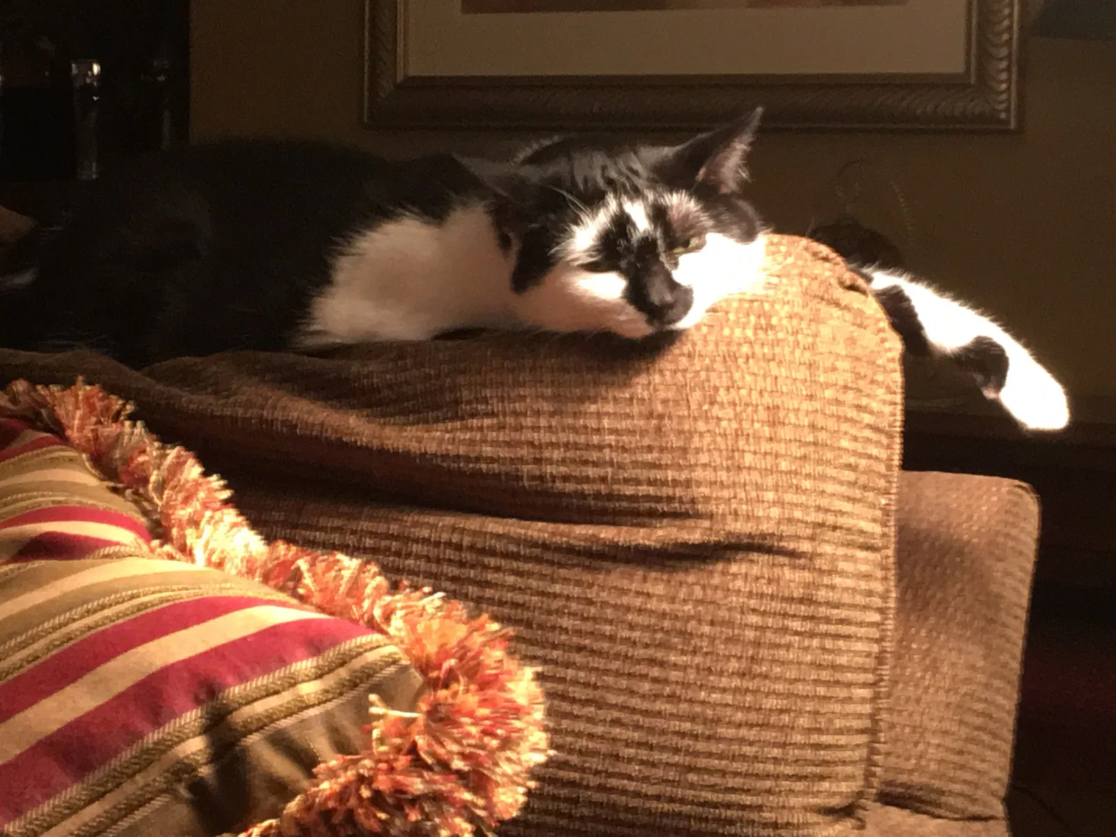 Lost cat in Hostetter, PA, 15638