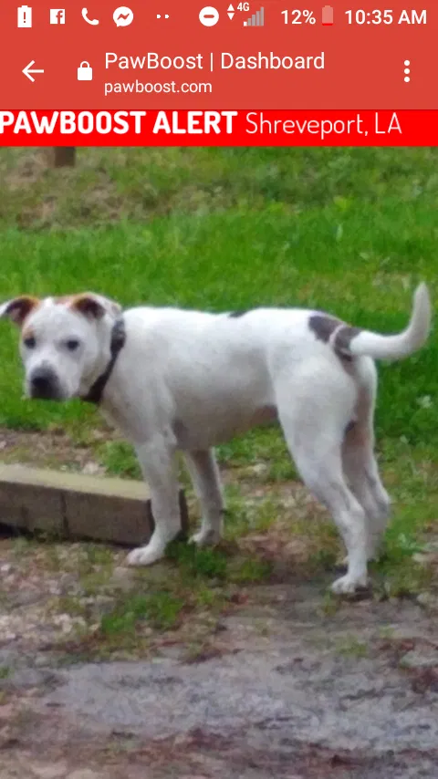 Lost dog in Shreveport, LA, 71106