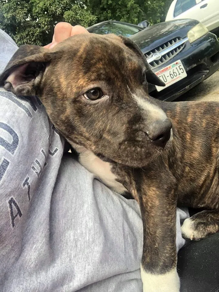Lost dog in Markesan, WI, 53946
