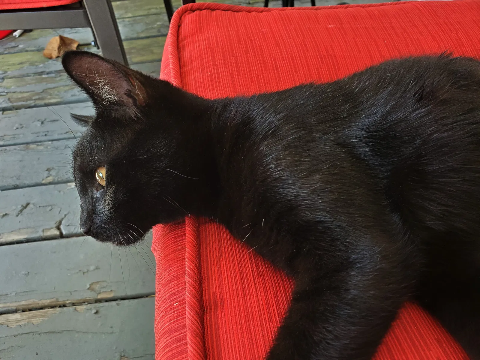Found cat in Dayton, OH, 45426