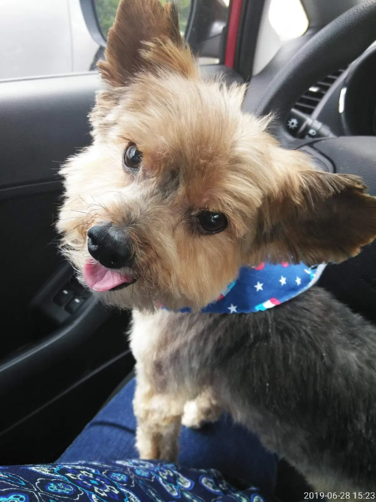 Lost dog in Orlando, FL, 32829