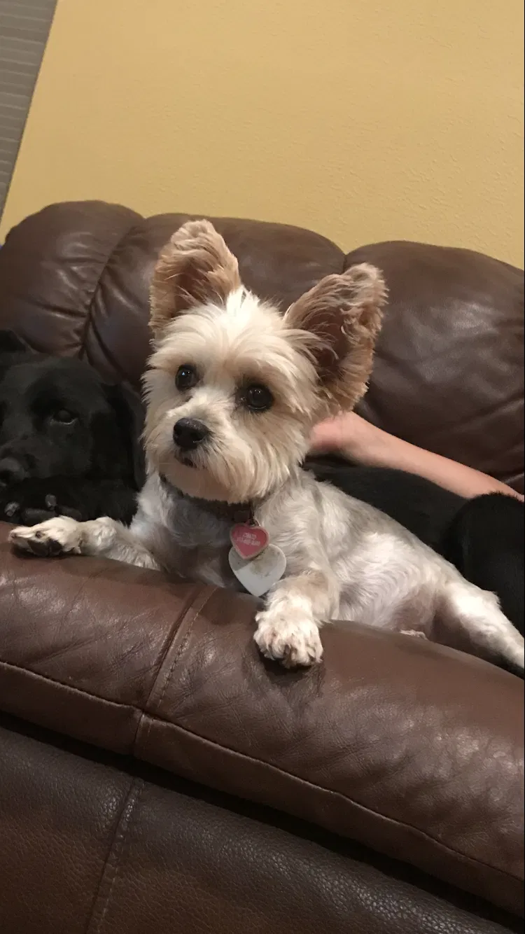 Lost dog in Katy, TX, 77494