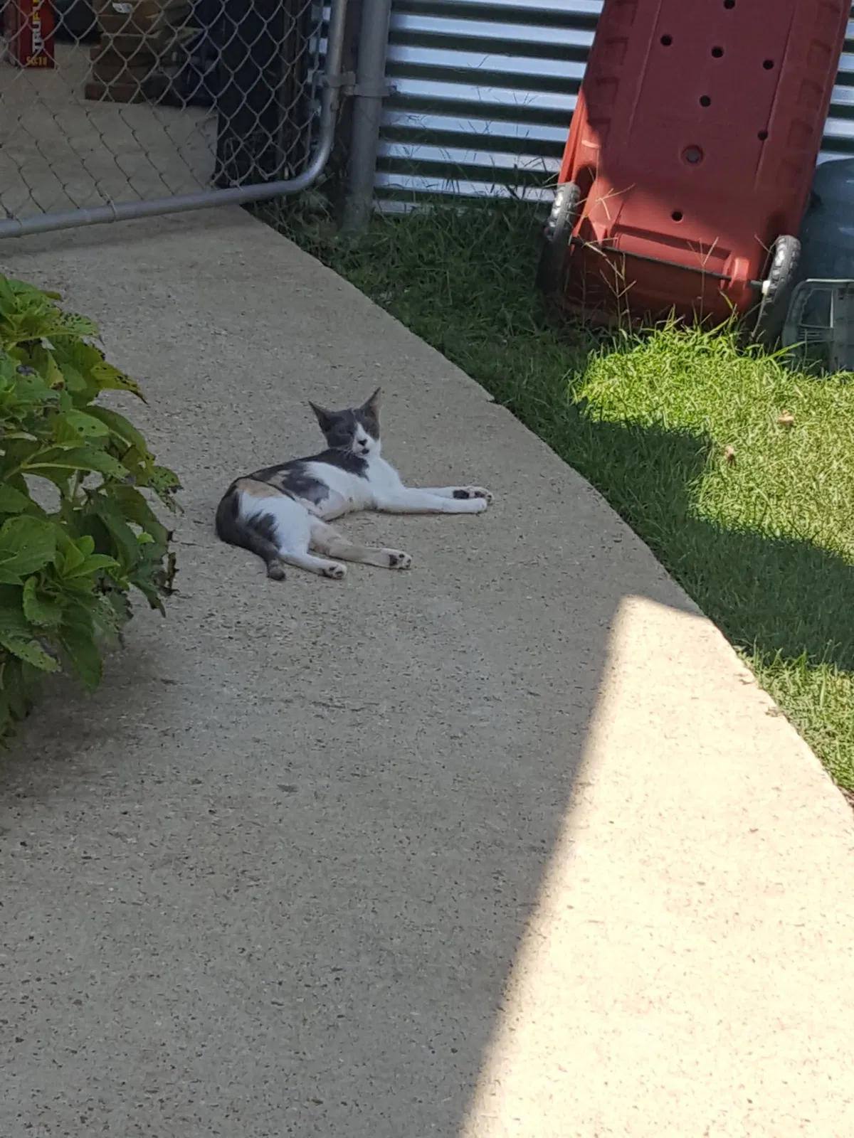 Lost cat in Shreveport, LA, 71107