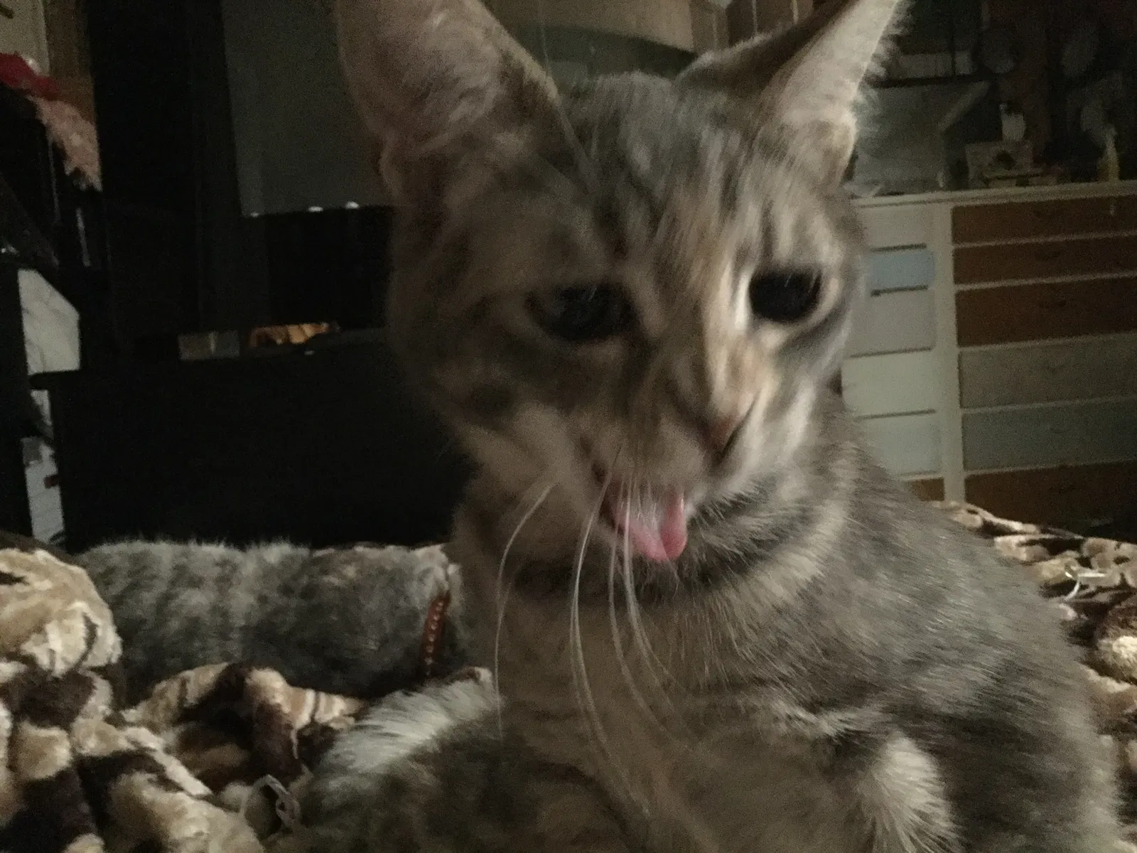 Lost cat in Seattle, WA, 98133