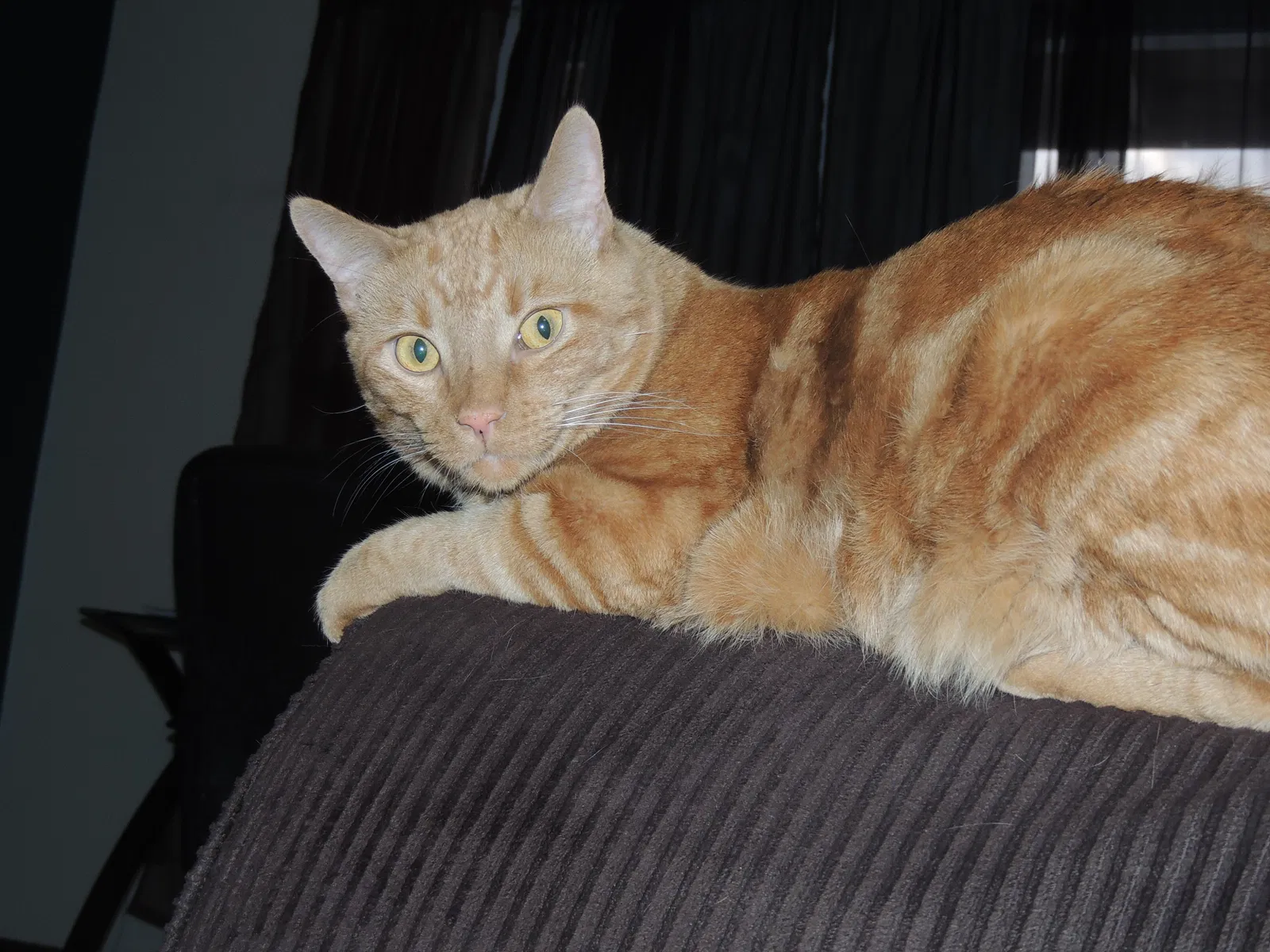 Lost cat in Tempe, AZ, 85282