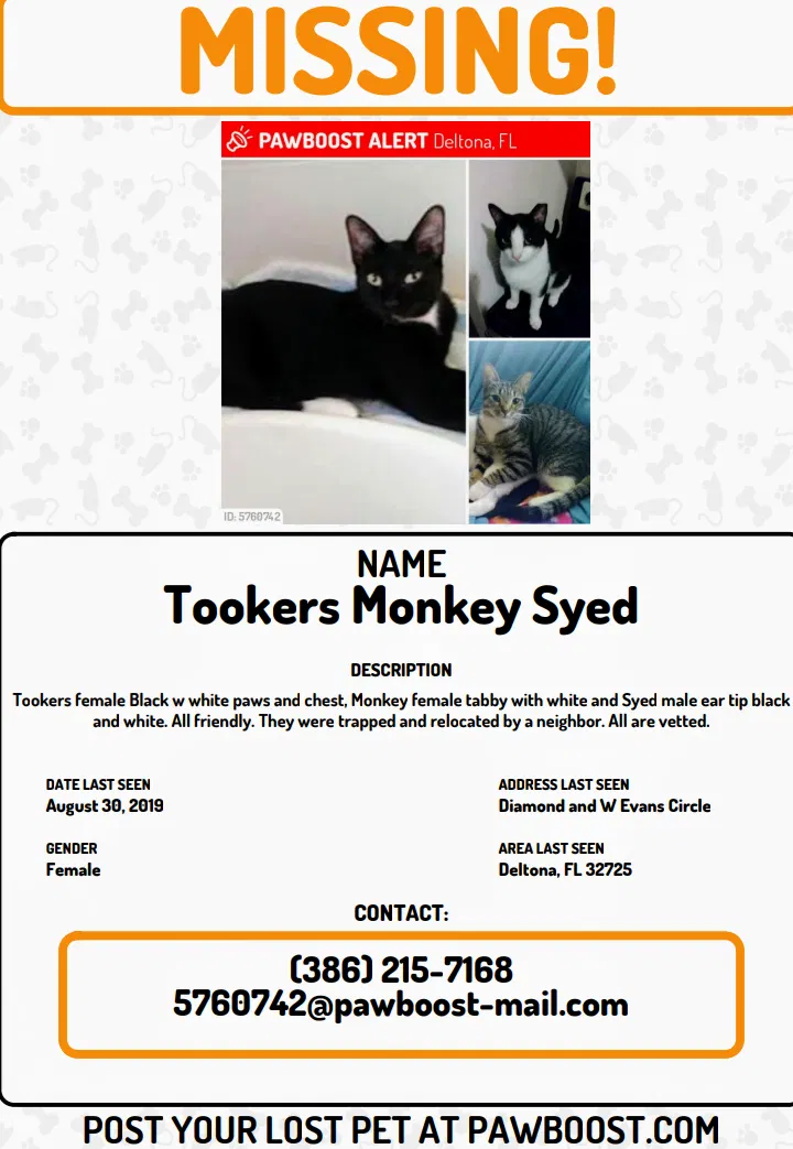 Lost cat in Deltona, FL, 32725