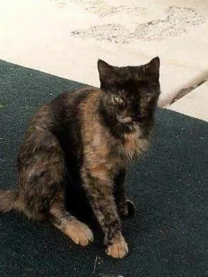 Lost cat in Aurora, IL, 60505