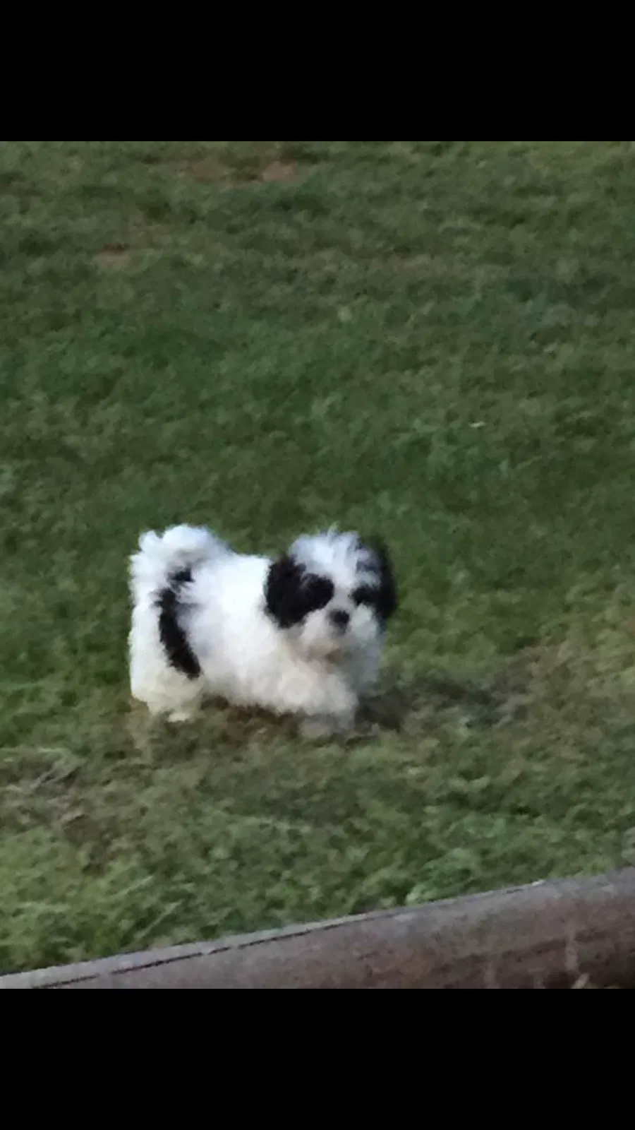 Lost dog in Winston Salem, NC, 27105