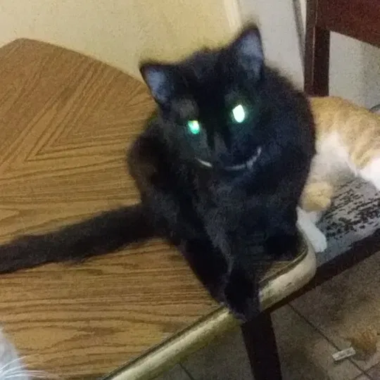 Lost cat in Choctaw, OK, 73020