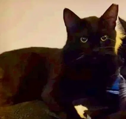 Lost cat in Rochester, NY, 14616