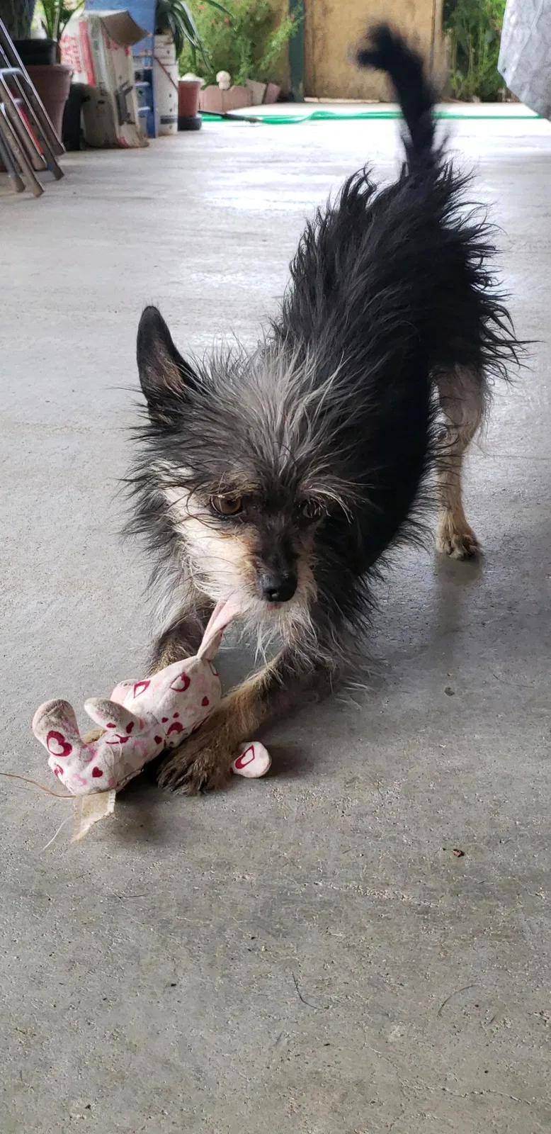 Lost dog in Albuquerque, NM, 87121