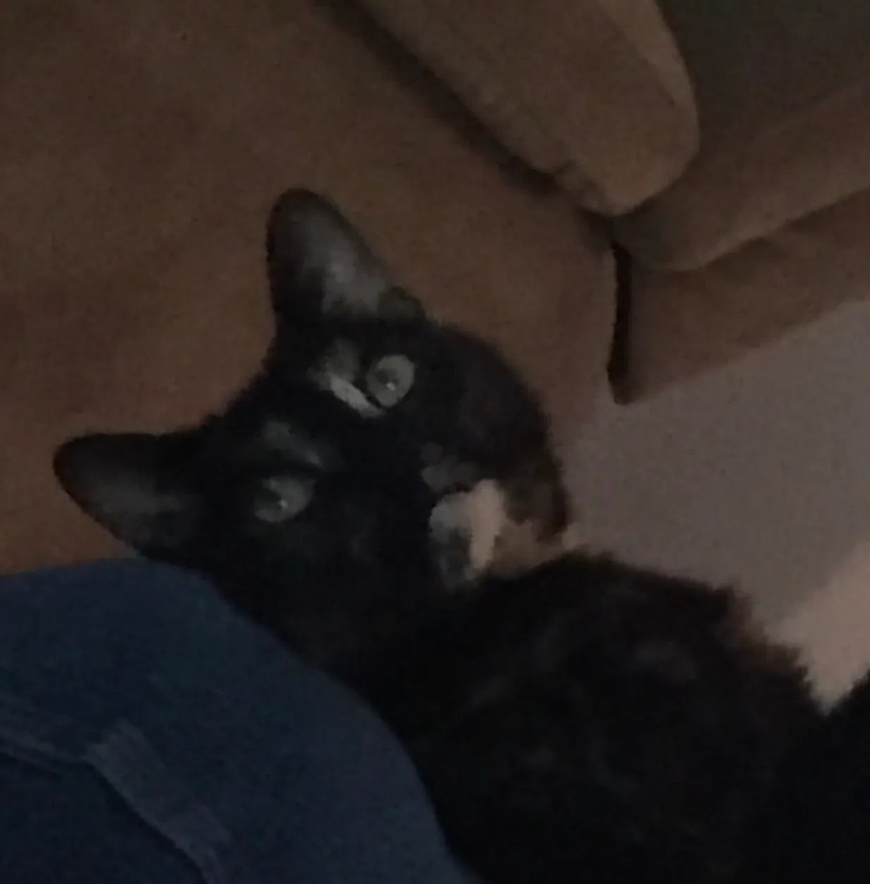 Lost cat in Round Rock, TX, 78665