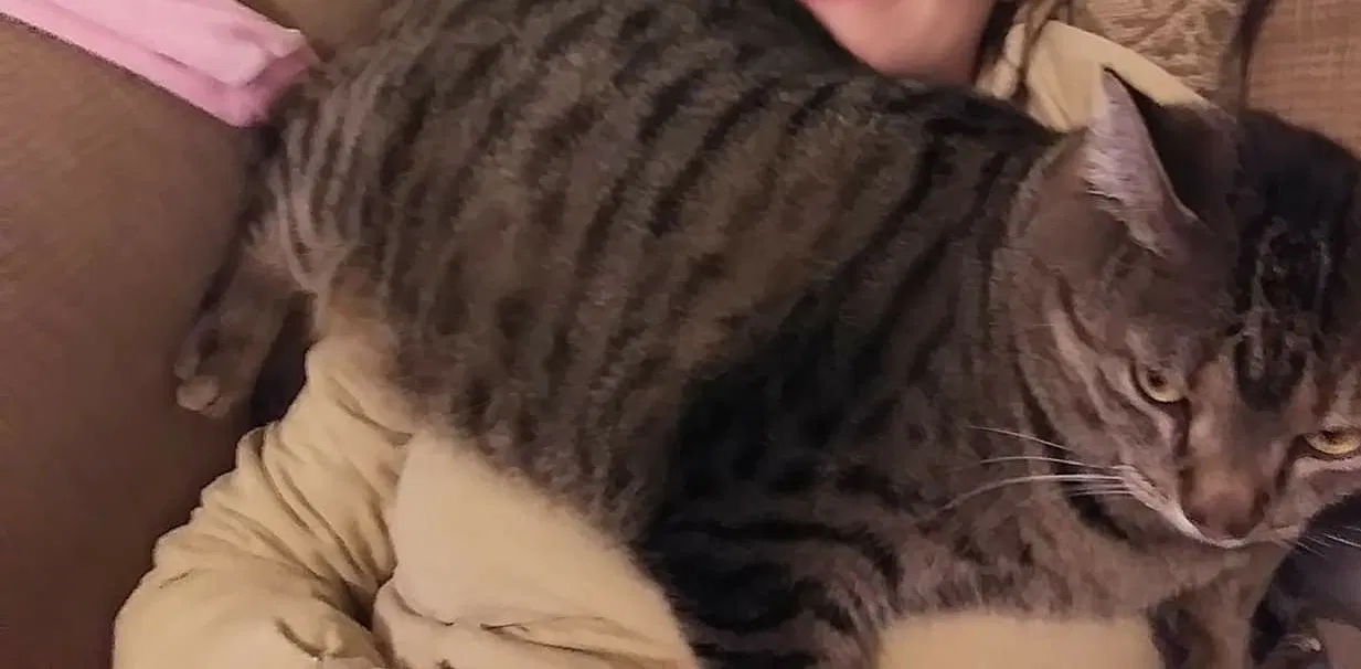 Lost cat in Mechanicsville, VA, 23111
