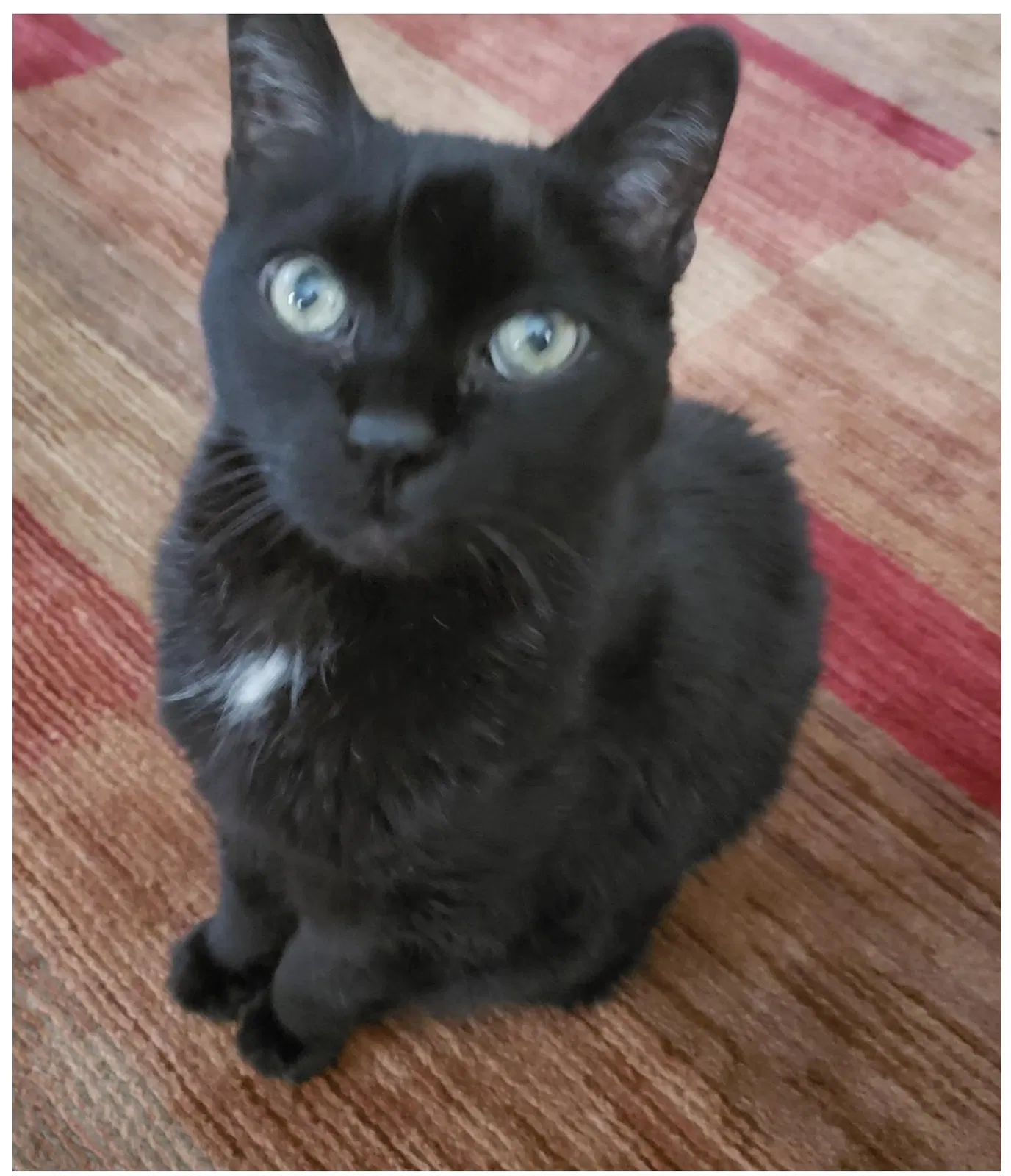 Lost cat in Trenton, NJ, 8610