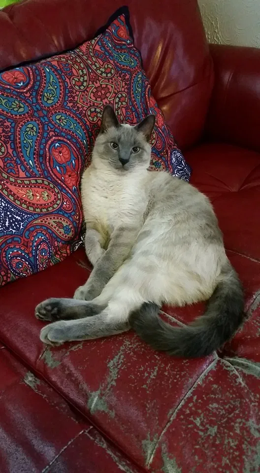 Lost cat in De Pere, WI, 54115