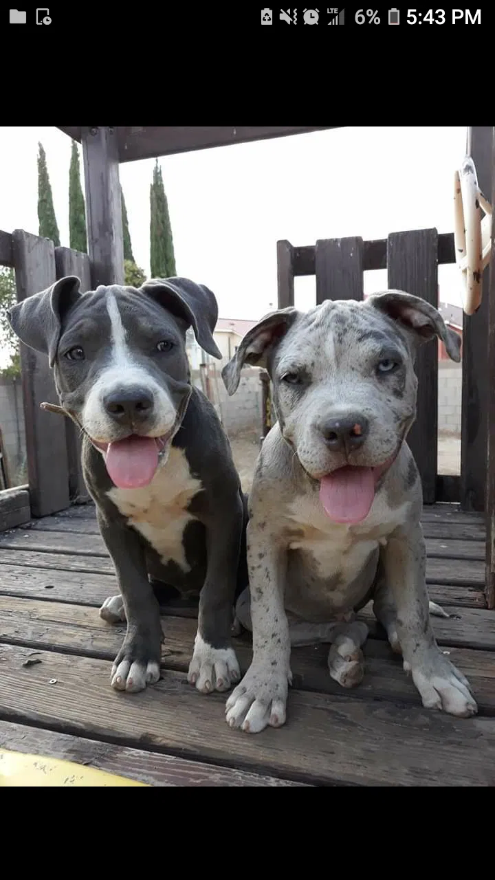 Lost dog in Lancaster, CA, 93534