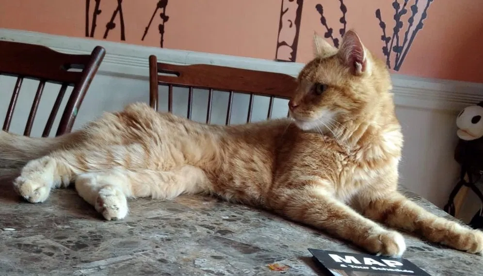 Lost cat in Rego Park, NY, 11374