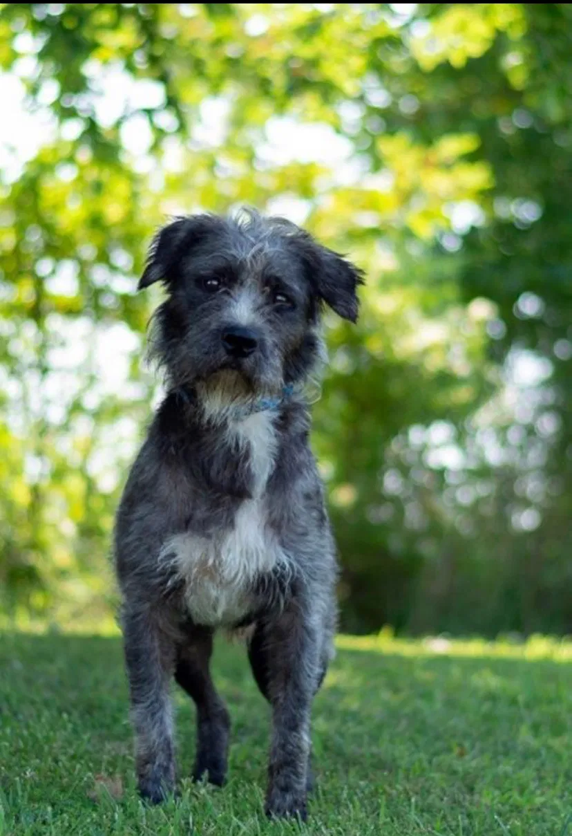 Lost dog in Loveland, OH, 45140