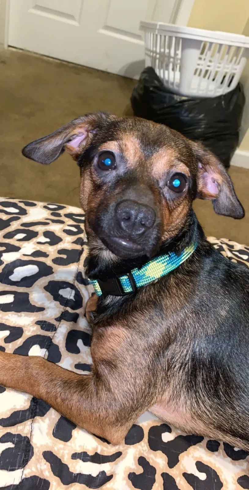 Lost dog in Rome, GA, 30161