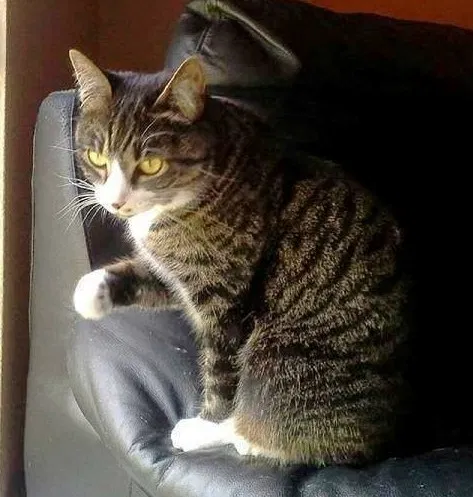 Lost cat in Hutto, TX, 78634
