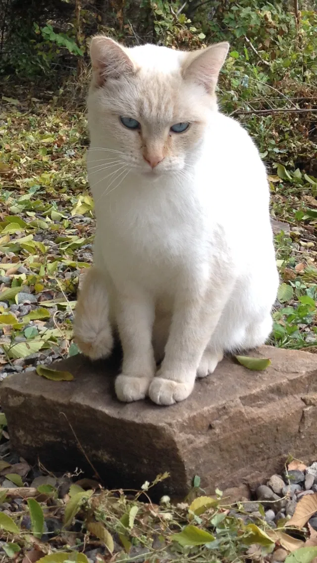 Lost cat in Grand Junction, CO, 81501