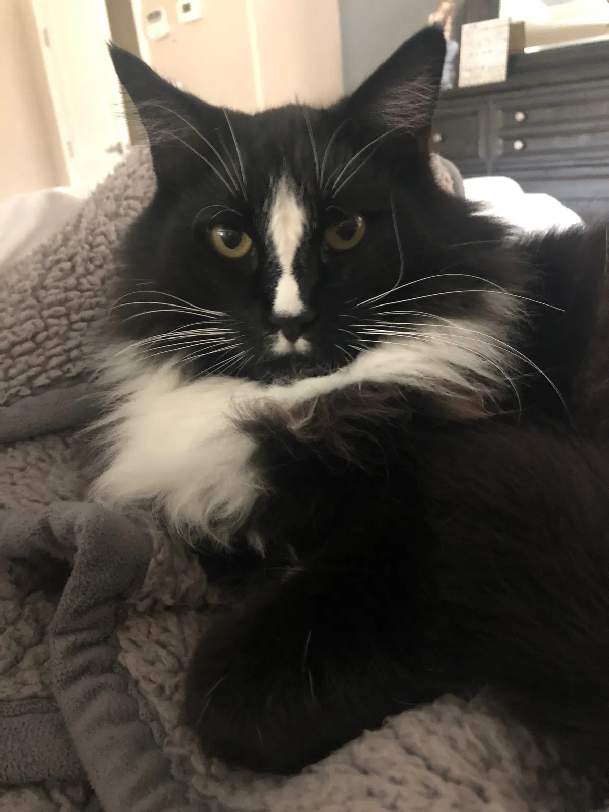 Lost cat in Rocklin, CA, 95765