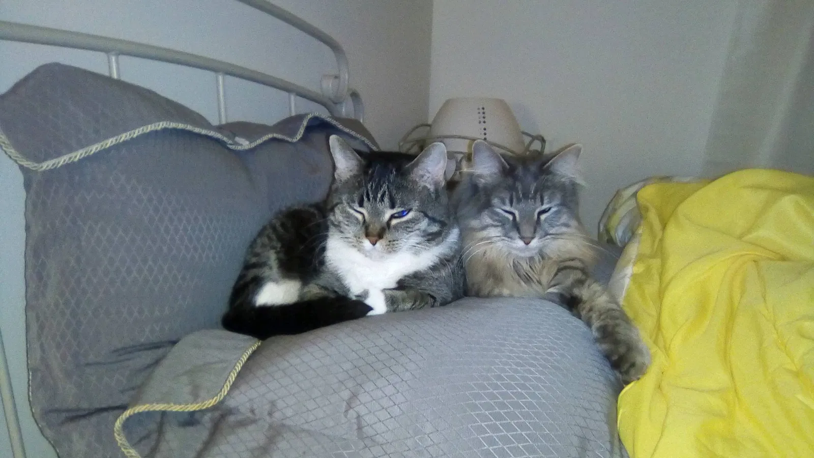 Lost cat in Saint Paul, MN, 55117