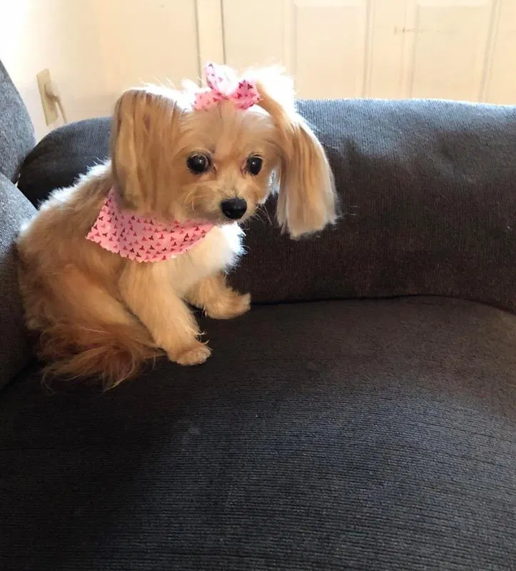 Lost dog in New Port Richey, FL, 34653
