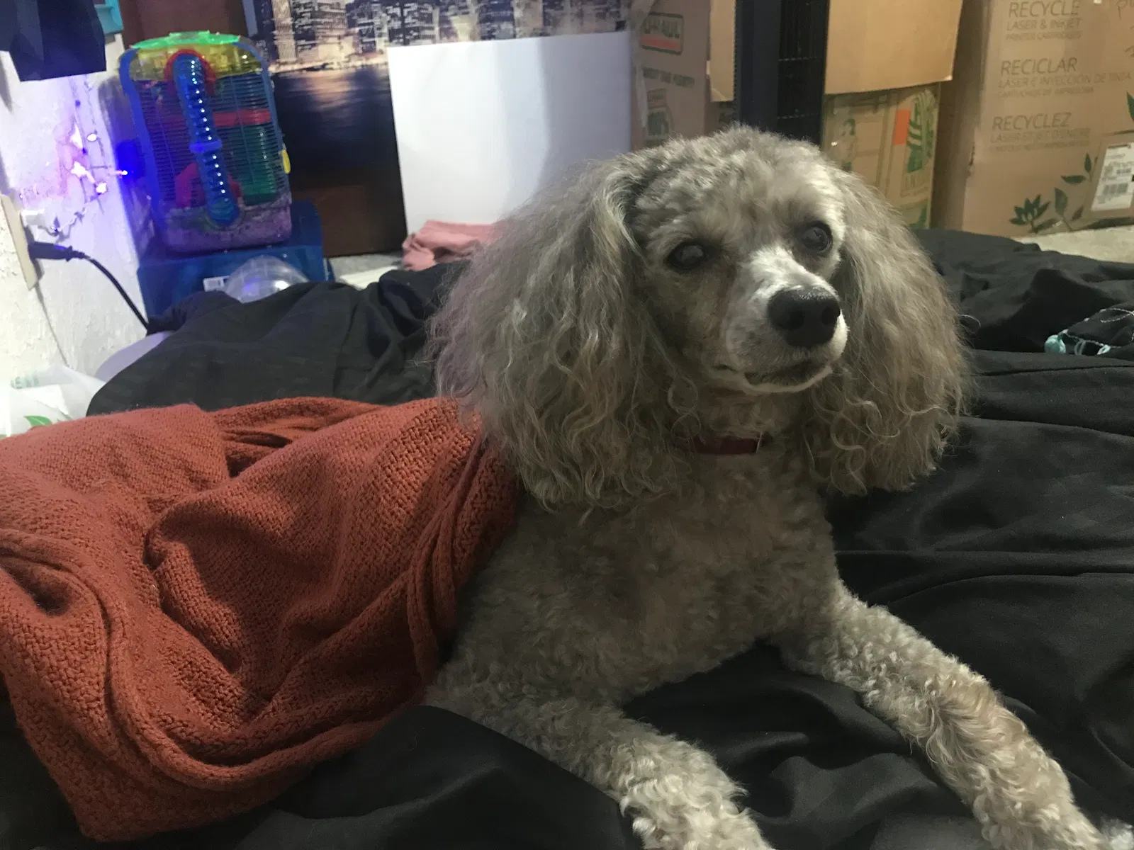 Lost dog in Olympia, WA, 98516